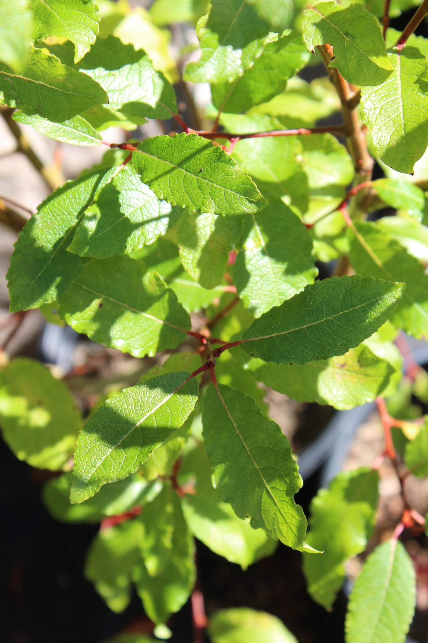 SALIX DISCOLOR ,2