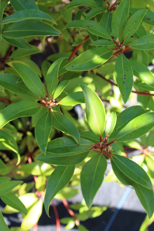 KALMIA LATIFOLIA `RASPBERRY GLOW 3g