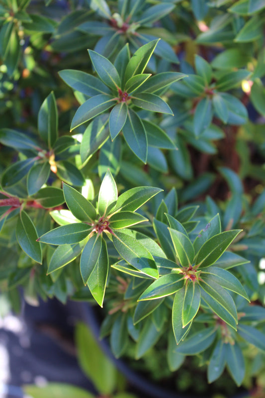 Kalmia latifolia Tiddlywinks 3g