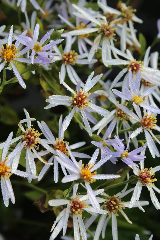 ASTER macrophyllus Twilight 1g