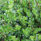 Buxus micro koreana Wintergreen 3 gal