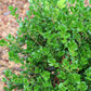 Buxus micro koreana Wintergreen 3 gal