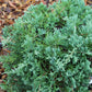 JUNIPERUS HORIZONTALIS `WILTONI 2g