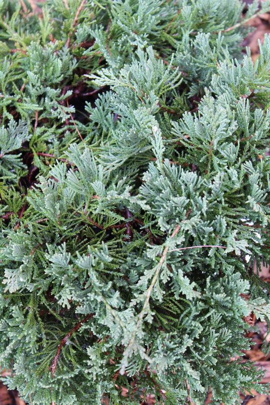 Juniperus horizontalis Wiltonii 2g