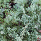 JUNIPERUS HORIZONTALIS `WILTONI 2g