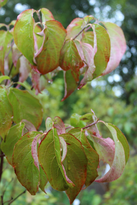 Cornus Florida 5-6ft