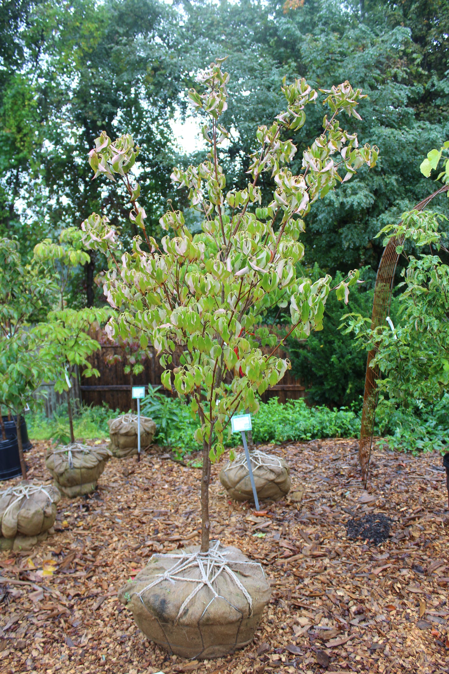 Cornus kousa Milky Way 4 - 5 4 - 5 B&B