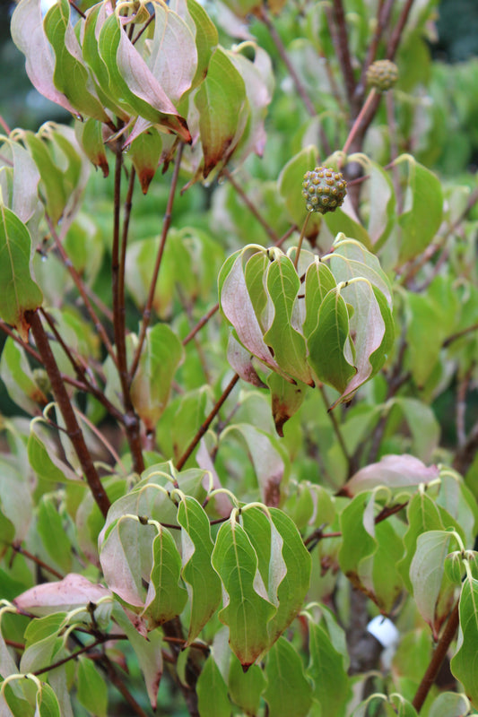 CORNUS KOUSA `MILKY WAY` 7g