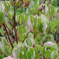 Cornus kousa Milky Way 4 - 5 4 - 5 B&B