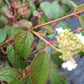 Viburnum Summer snowflake 3g