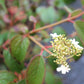 VIBURNUM `SUMMER SNOWFLAKE`