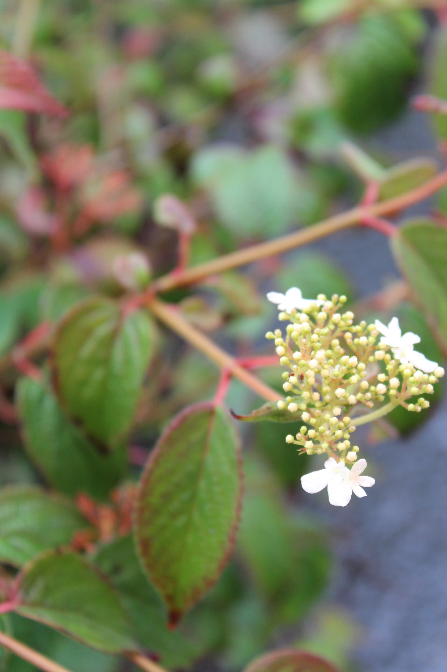 VIBURNUM `SUMMER SNOWFLAKE`