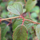 VIBURNUM SUMMER SNOWFLAKE 2g