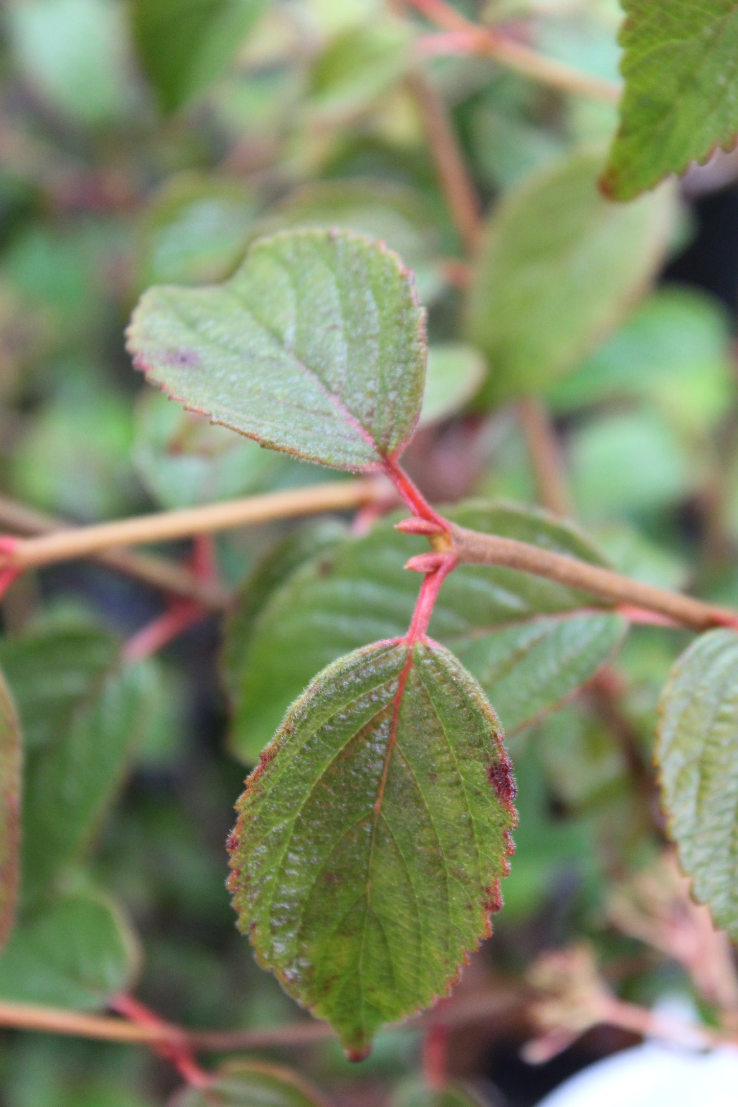 VIBURNUM SUMMER SNOWFLAKE 2g