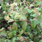 Viburnum tomentosum Summer Snowflake 3g
