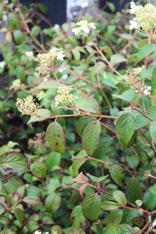 Viburnum Summer snowflake 3g