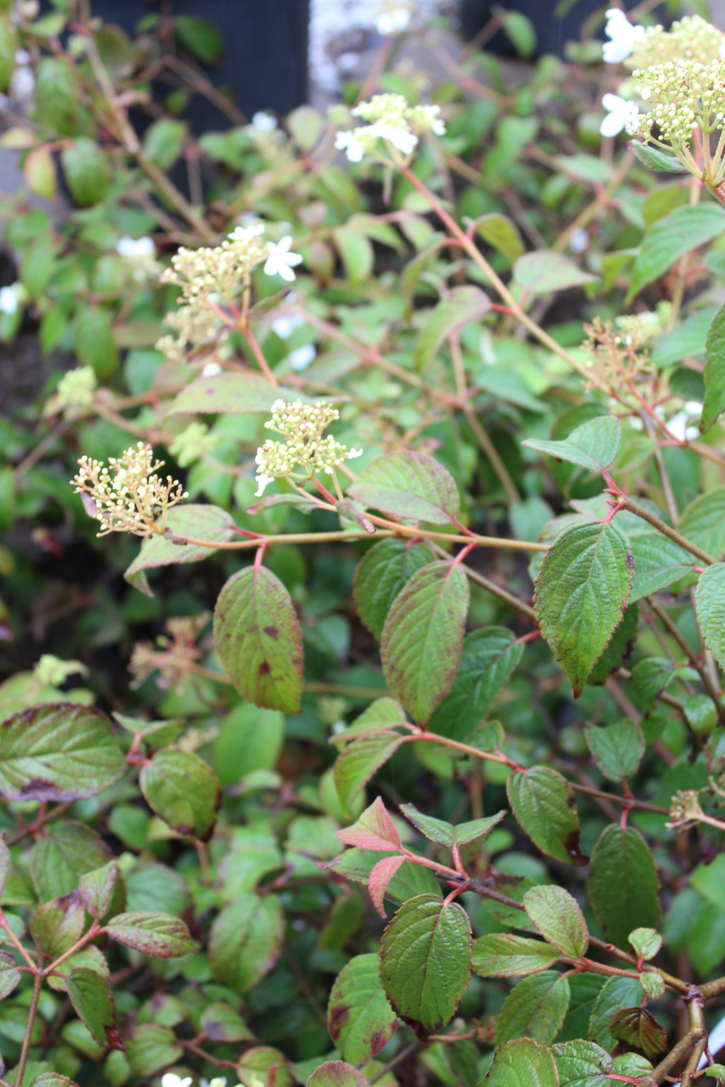 VIBURNUM `SUMMER SNOWFLAKE`