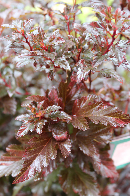 Physocarpus Tiny wine 3g