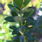 Ilex glabra Shamrock