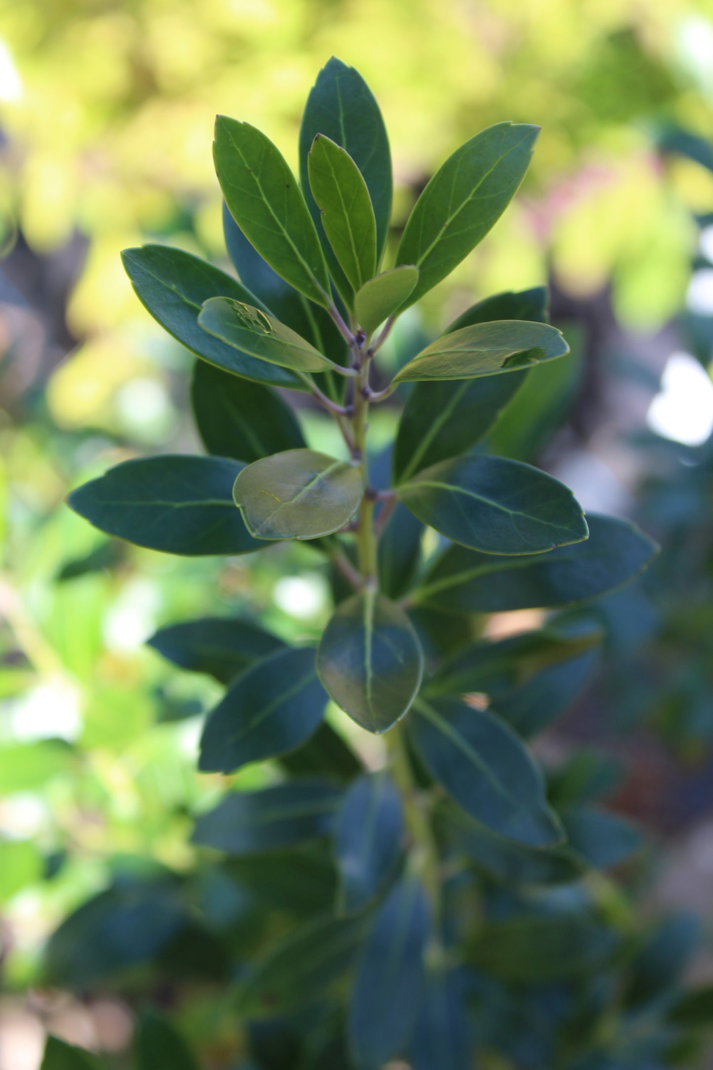 Ilex glabra Shamrock