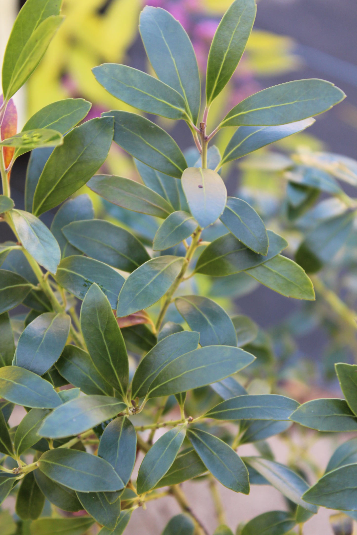 Ilex glabra Shamrock