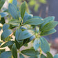 Ilex Shamrock 3g