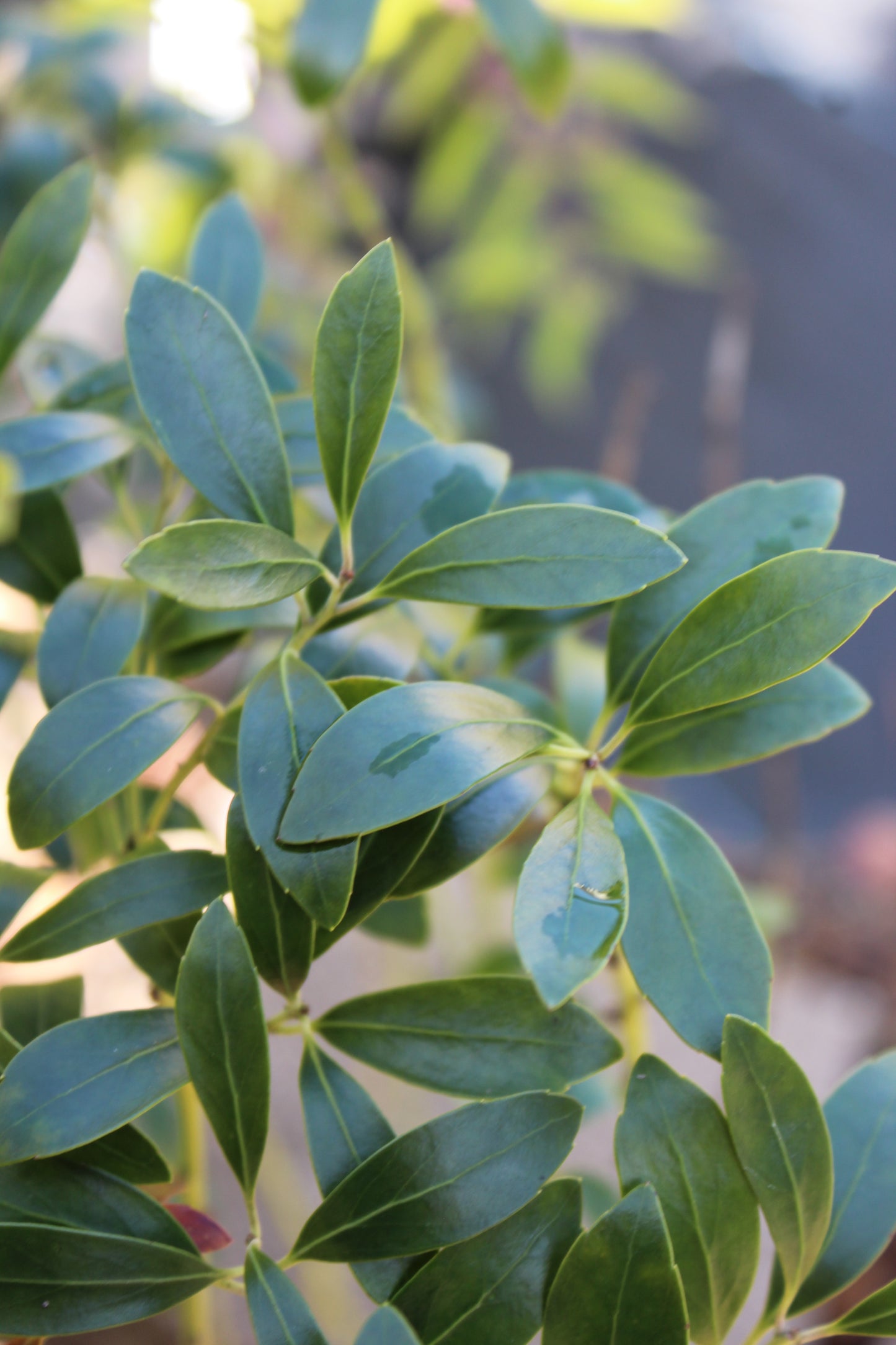 Ilex Shamrock 3g