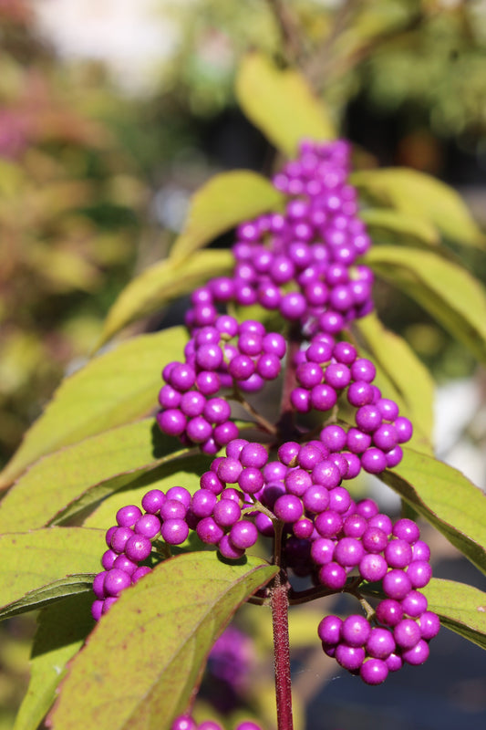 Callicarpa Beautyberry 3g
