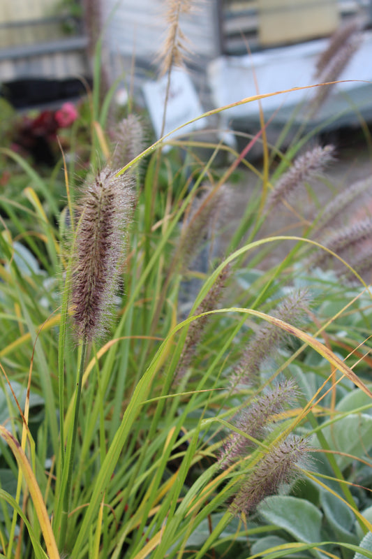 Pennisetum Red Head 1g