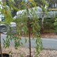 Prunus subhirtella Pendula 10g