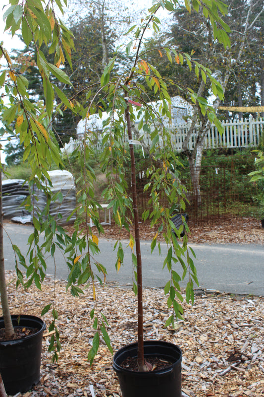 Prunus subhirtella Pendula 15g