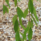 Prunus subhirtella Pendula 10g