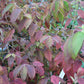 Viburnum tomentosum Mariesii 5g