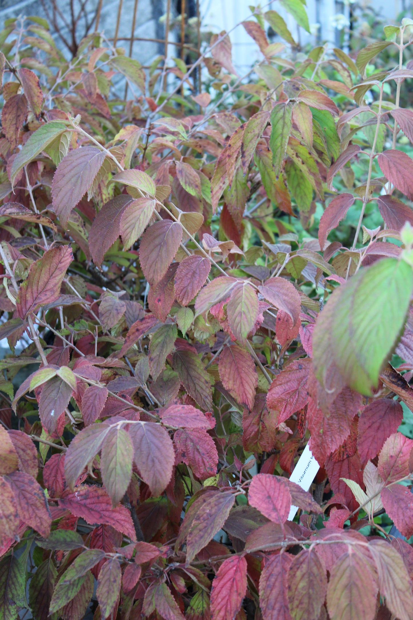 Viburnum tomentosum Mariesii 5g