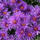 Aster Woods Purple 1g