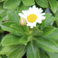 Nipponanthemum Montauk 1g
