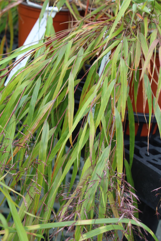 HAKONECHLOA macra Beni-Kaze 1g