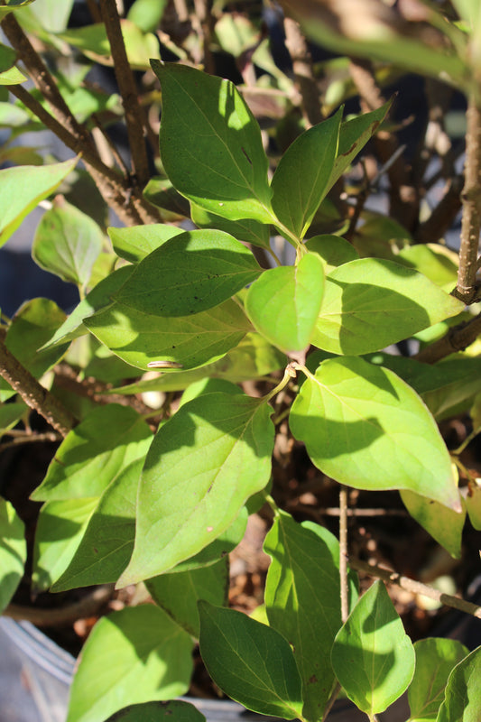 Syringa patula Miss Kim