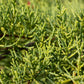 Juniperus chinensis Gold Lace 3g