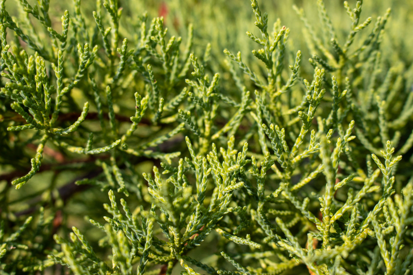 Juniperus chinensis Gold Lace 3g