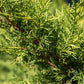 Juniperus x pfitzeriana Gold Coast 3g