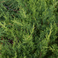 Juniperus x pfitzeriana Gold Coast 3g