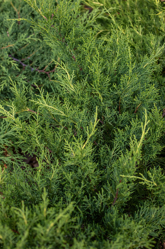 Juniperus x pfitzeriana Gold Coast 3g