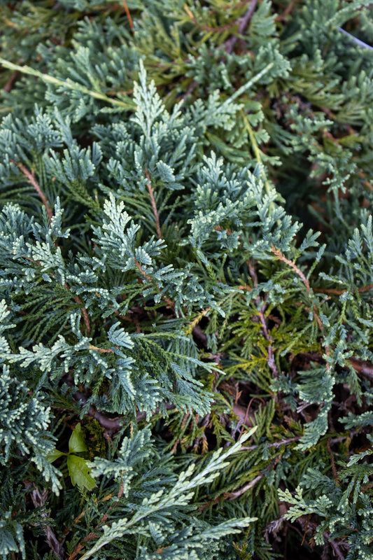 Juniperus horizontalis Bar Harbor 2g