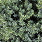Juniperus Blue Star 3 gal