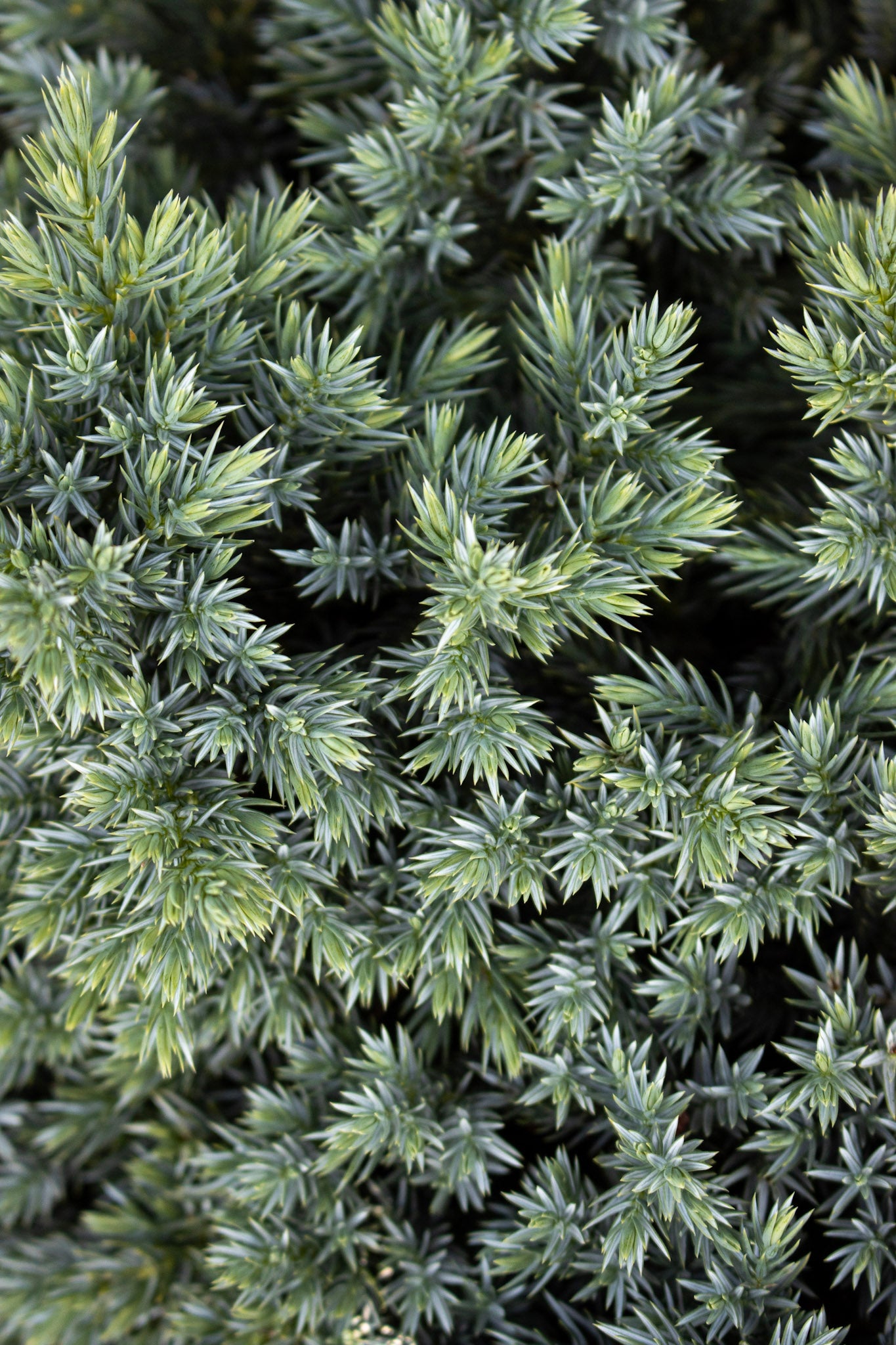 Juniperus Blue Star 3 gal