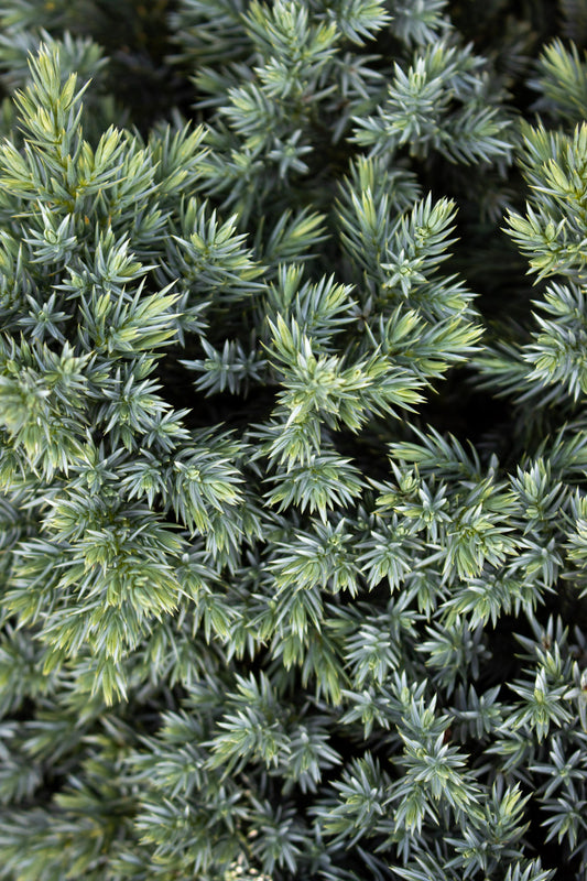 Juniperus  Blue Star 1g