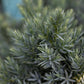 Juniperus  Blue Star 1g