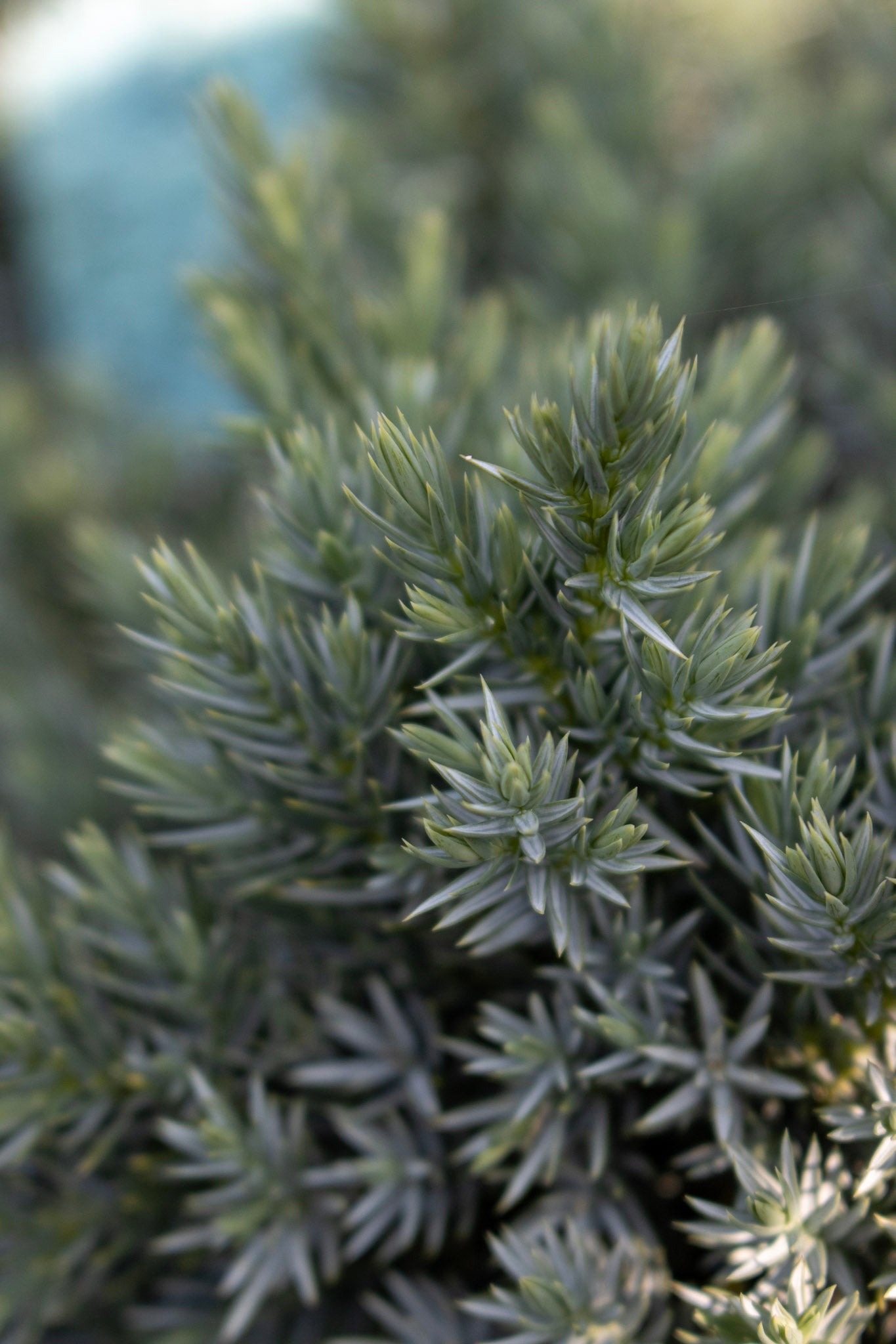 Juniperus  Blue Star 1g