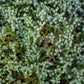 Juniperus procumbens Nana